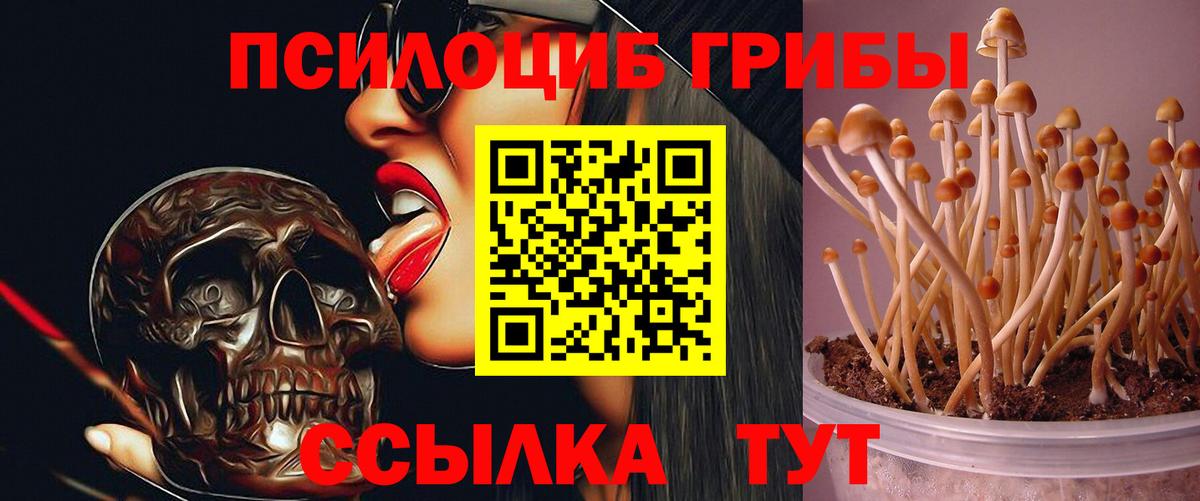 Псилоцибиновые грибы Psilocybe  Галлюциногенные грибы Psilocybe  Вход с VPN  Новозыбков 